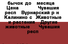 бычок до 1 месяца › Цена ­ 7 000 - Чувашия респ., Вурнарский р-н, Калинино с. Животные и растения » Другие животные   . Чувашия респ.